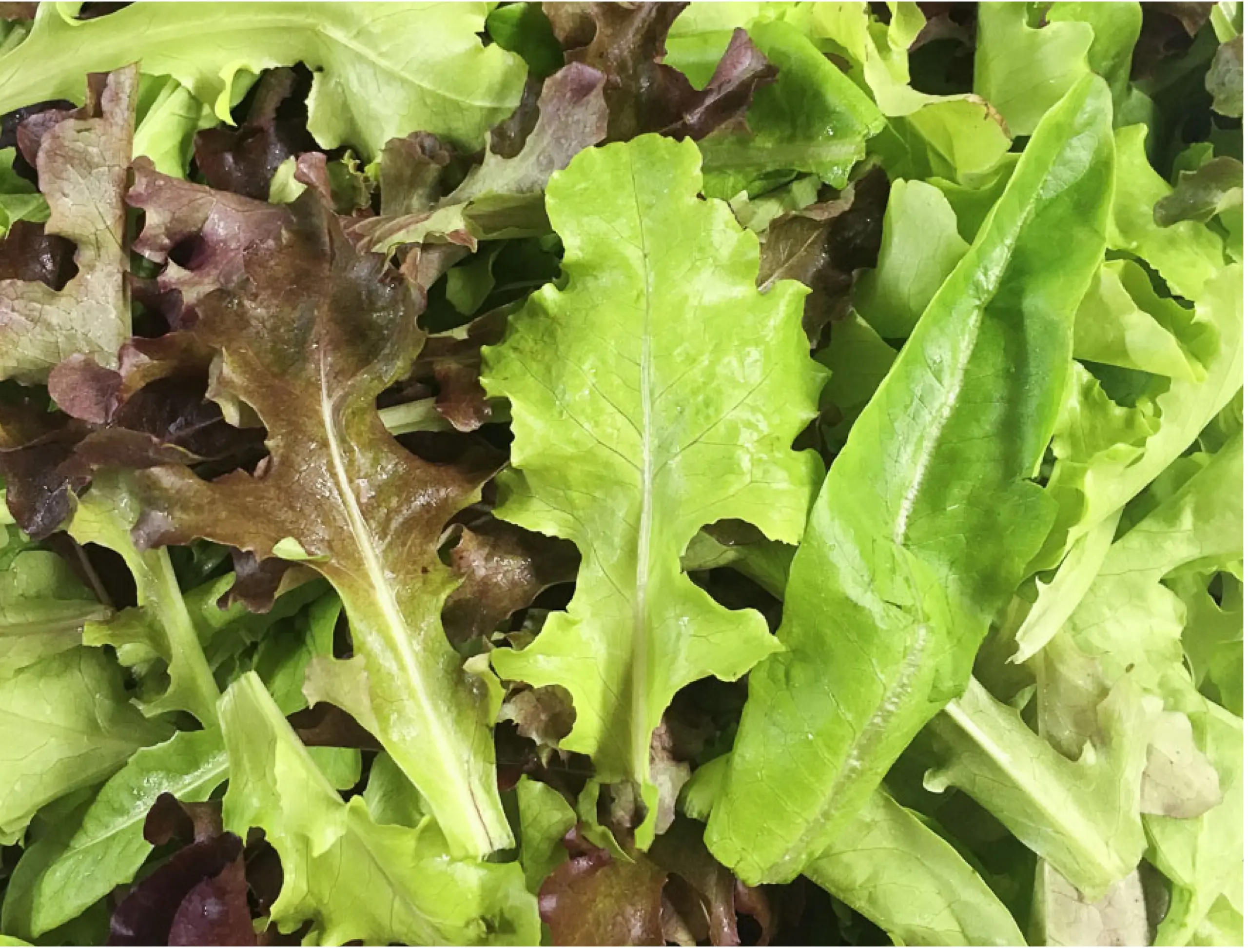 weavers way farm lettuce mix 403x360