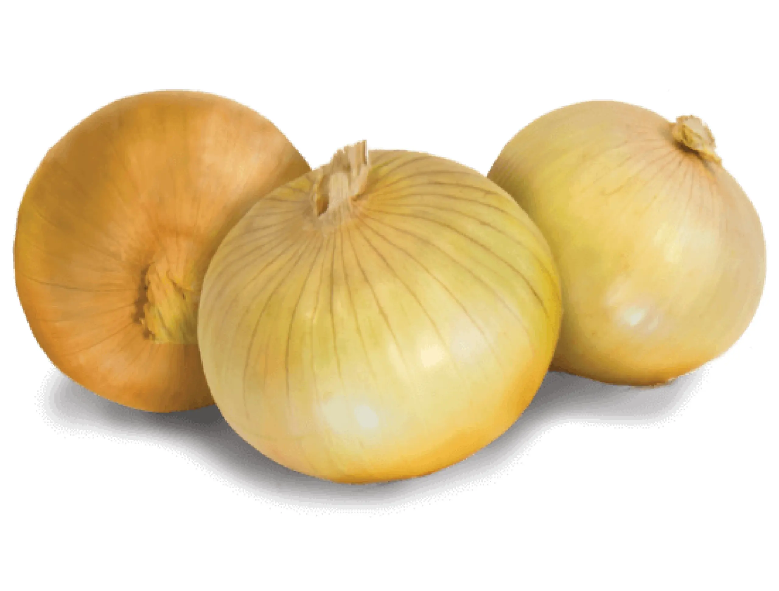 vidalia onions