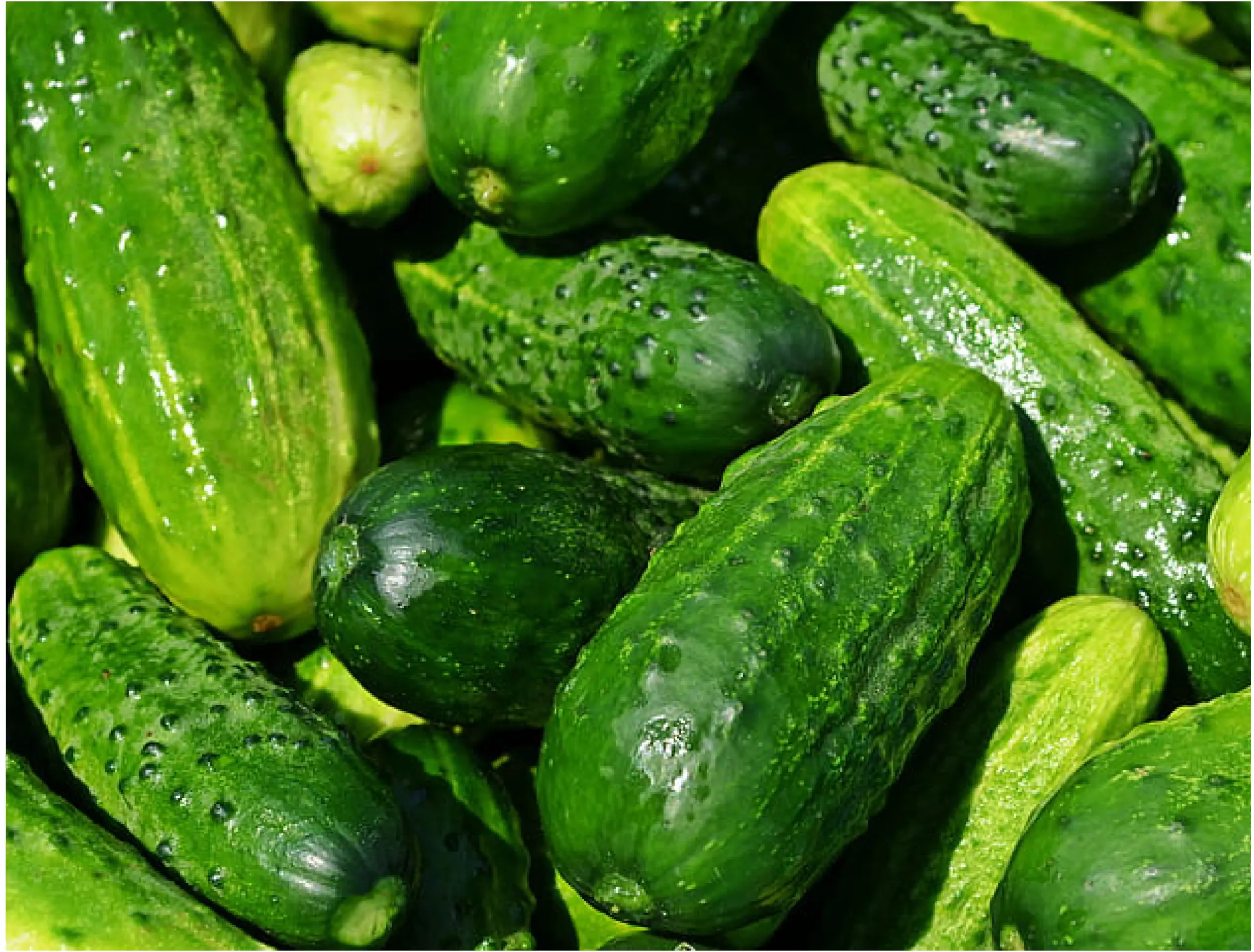 weavers way farm slicing cucumbers