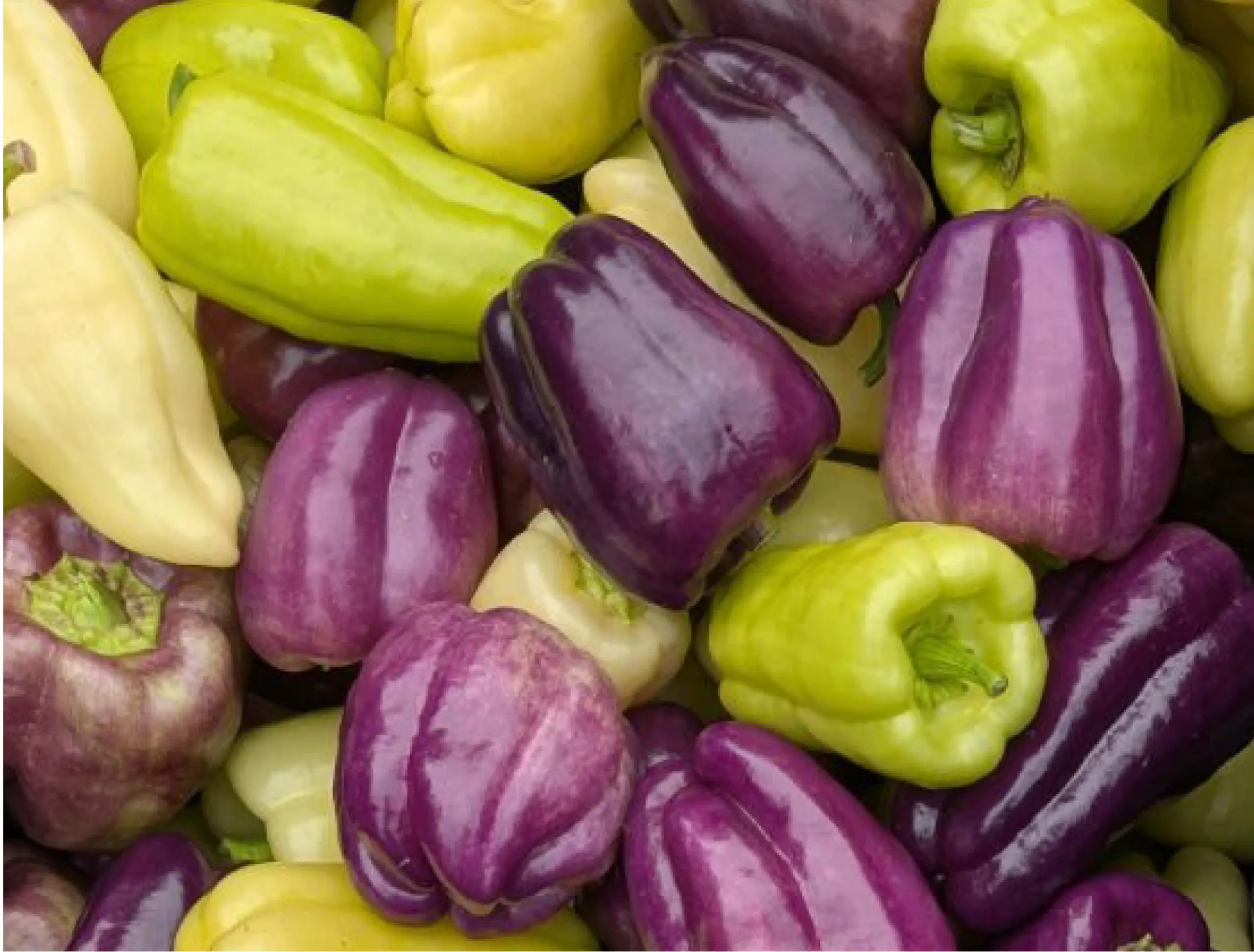 weavers way farm iko iko peppers