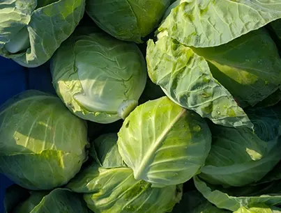 weavers way farm mini green cabbage