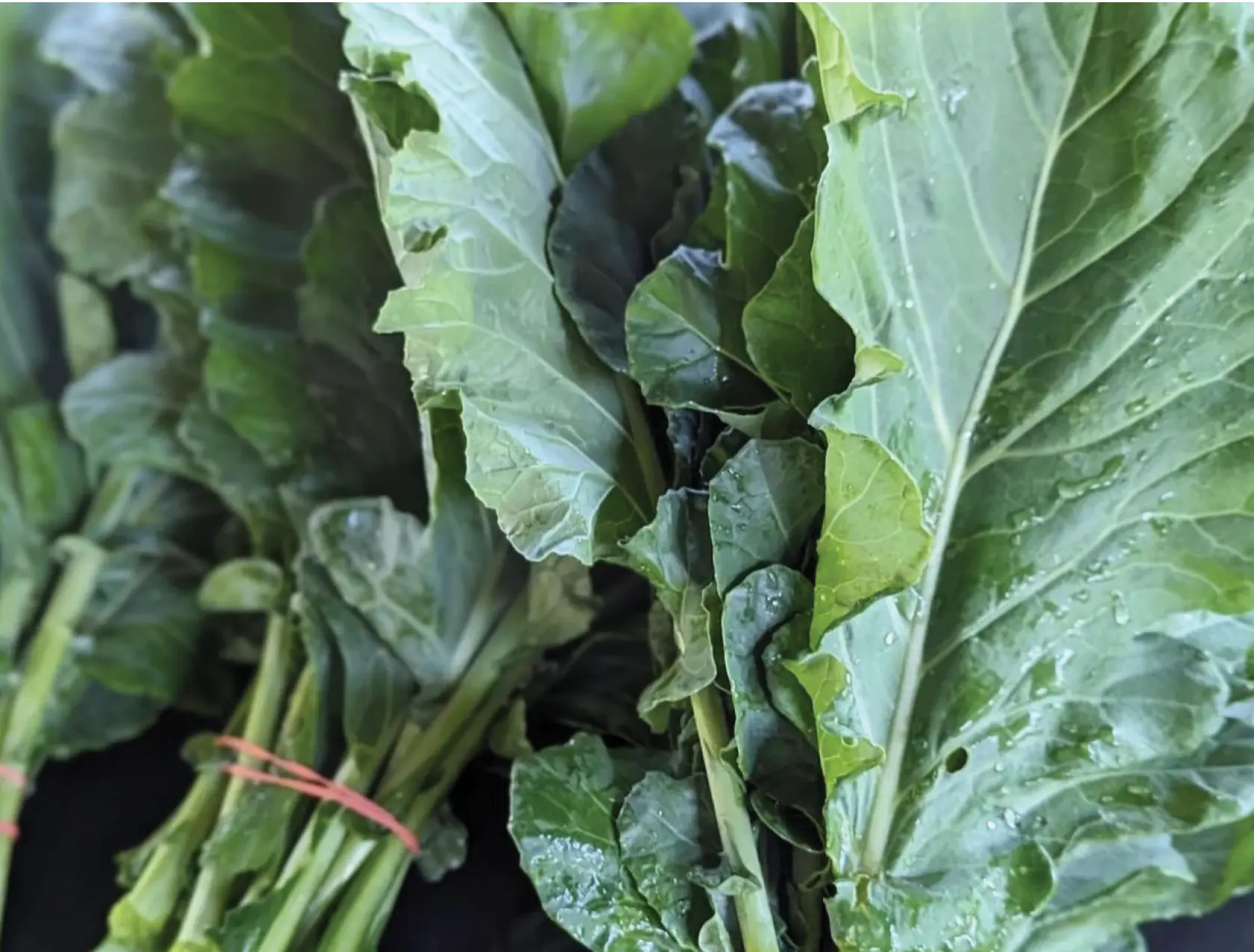 weavers way farms collard bunch