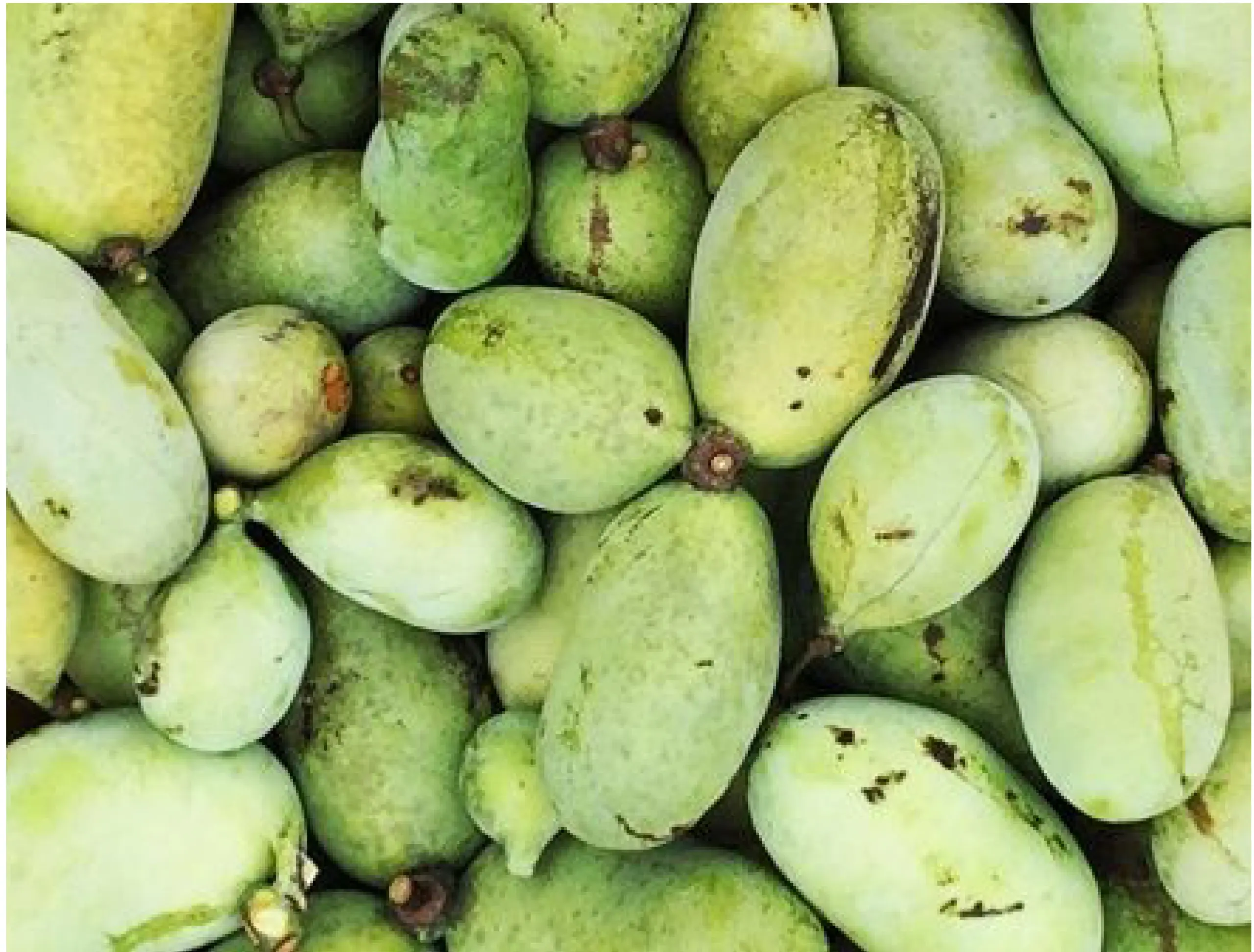 weavers way farm paw paws