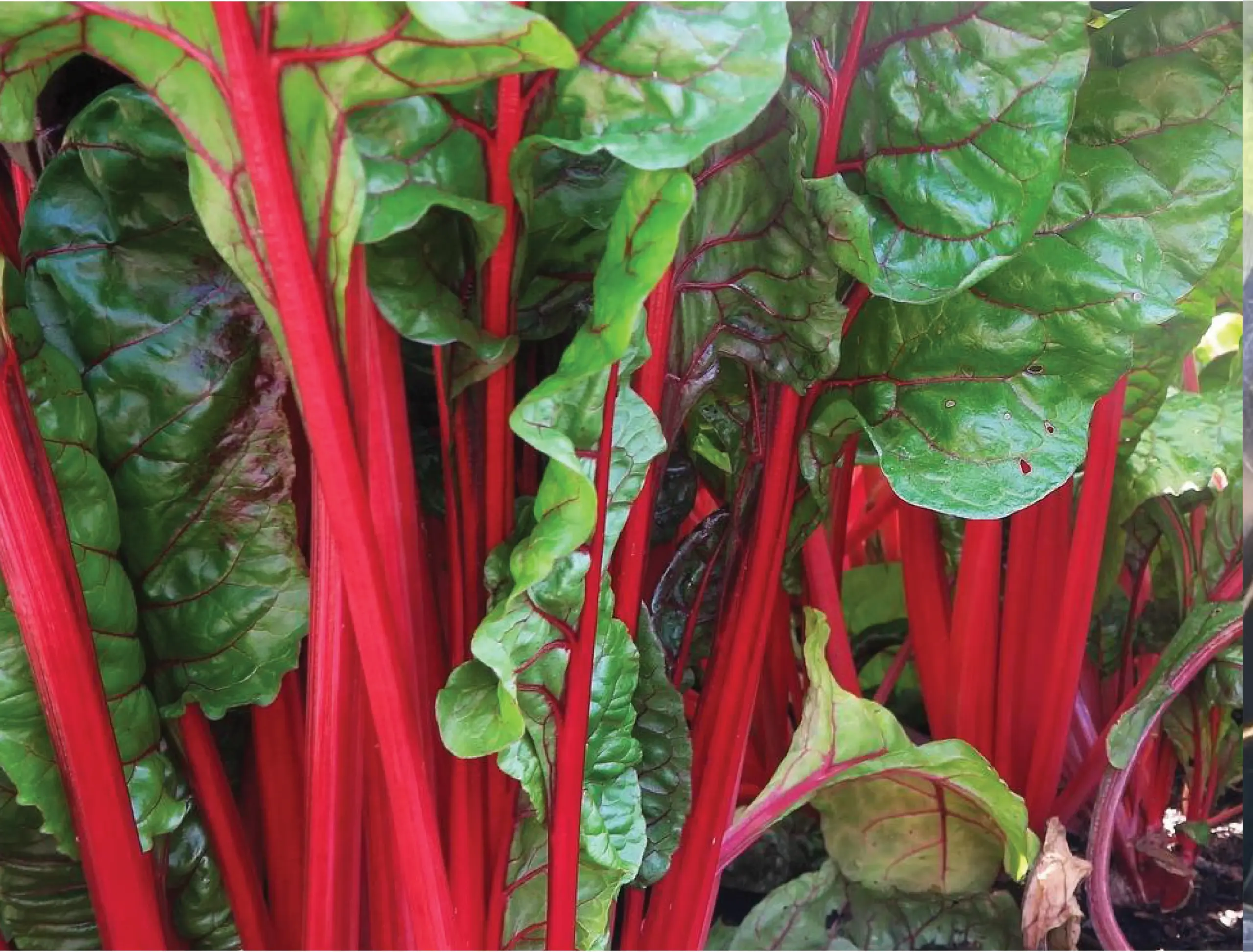 weavers way farms bunched chard