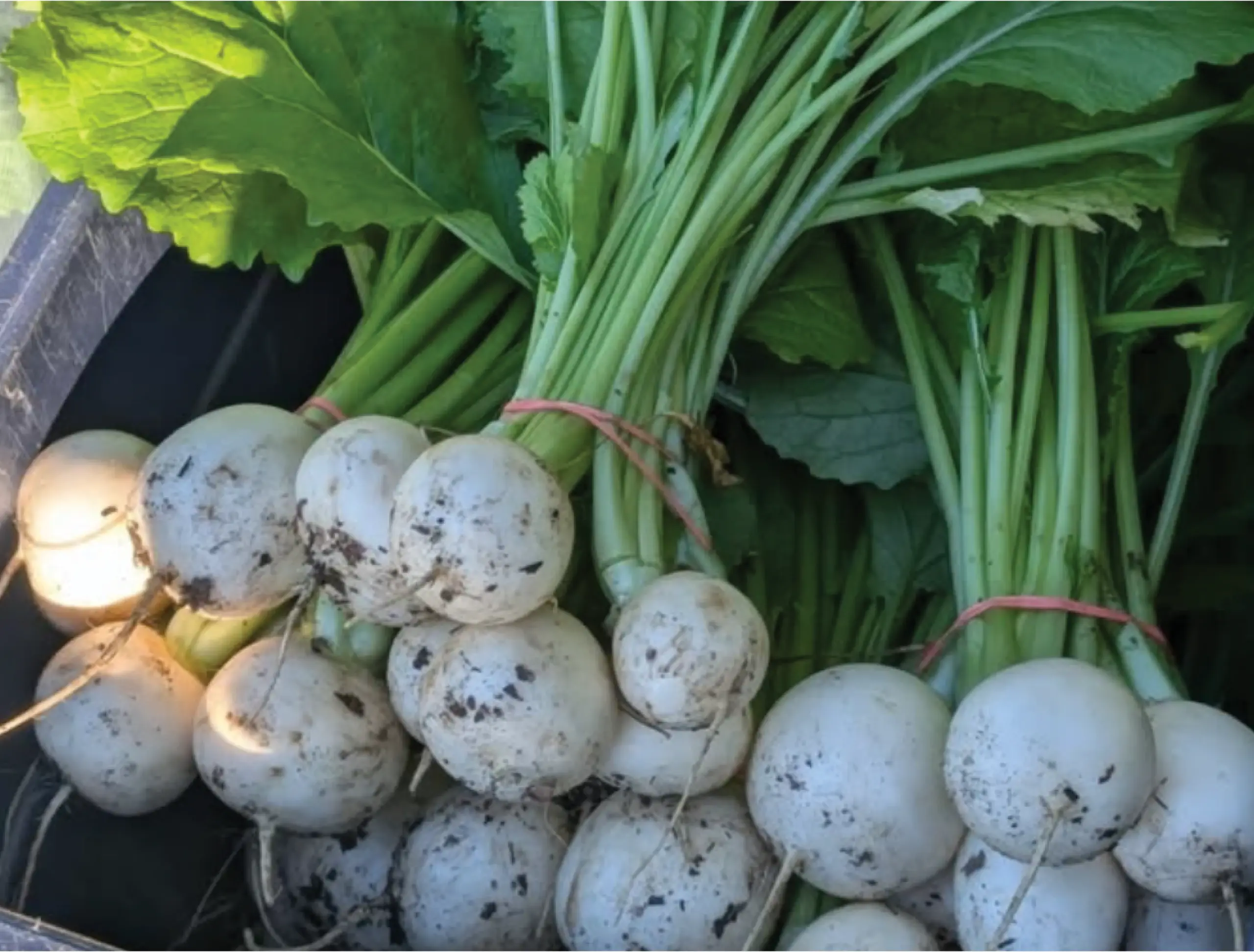 weavers way farm turnips
