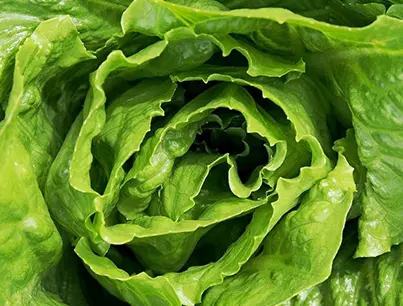weavers way farms leaf lettuce