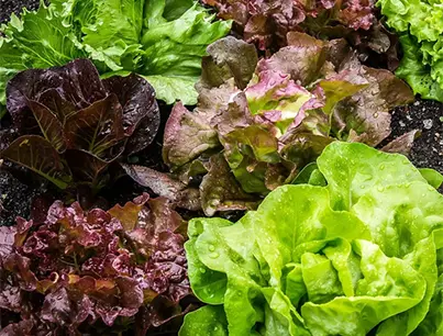 weavers way farm butterhead lettuce mix