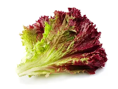 organic red leaf lettuce