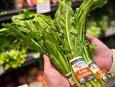 lancaster farm fresh dandelion greens